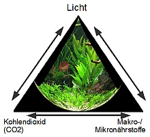 Dreieck-Beziehung Licht-CO2-Dngung